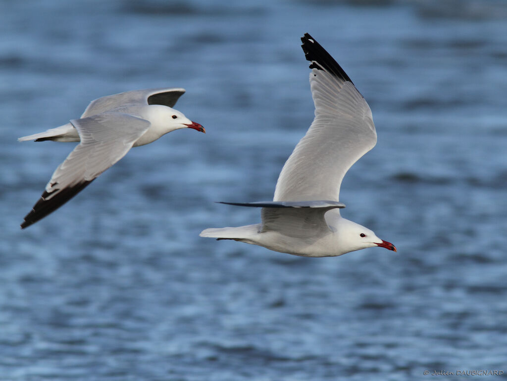 Audouin's Gull, Flight