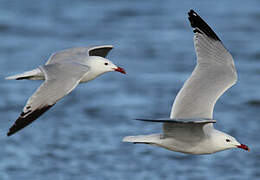 Audouin's Gull