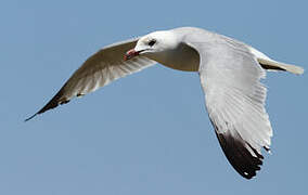 Audouin's Gull