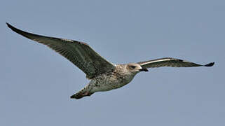 Yellow-legged Gull