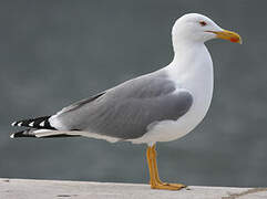 Yellow-legged Gull