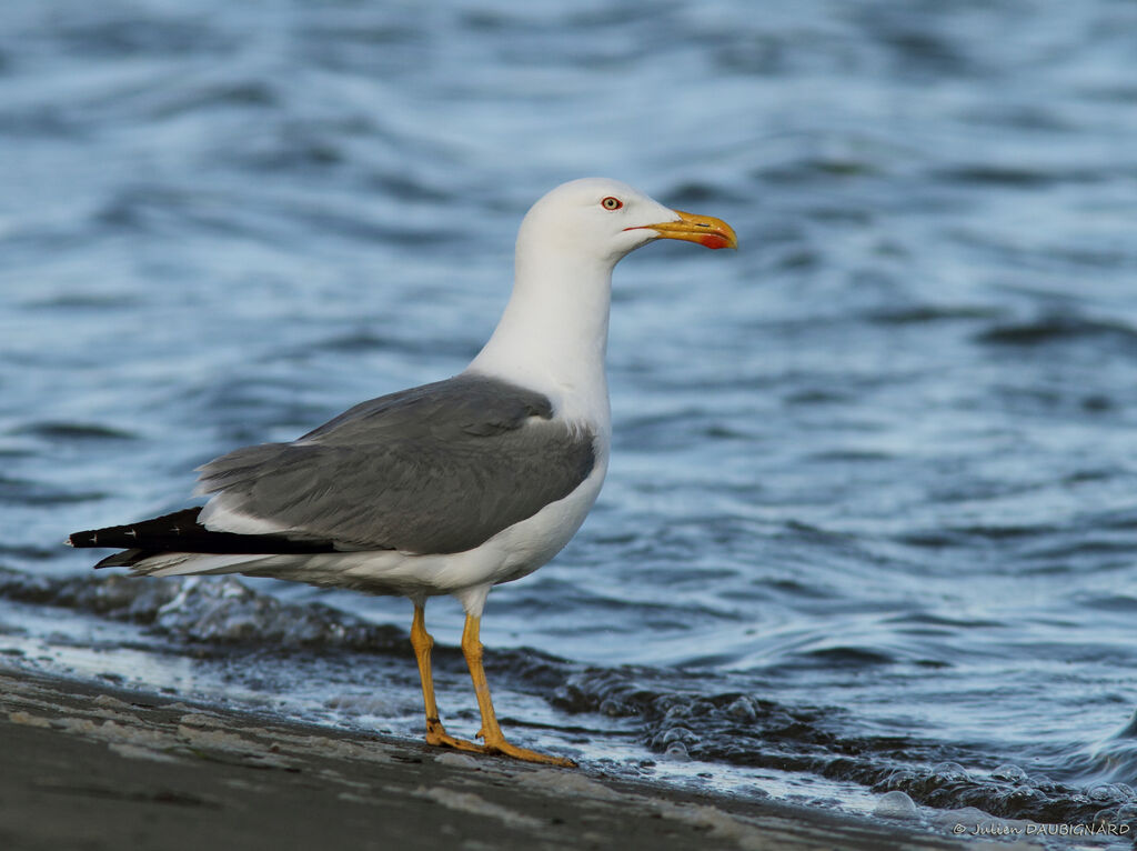 Yellow-legged Gulladult, identification