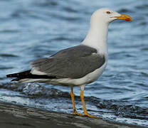 Yellow-legged Gull