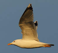 Yellow-legged Gull