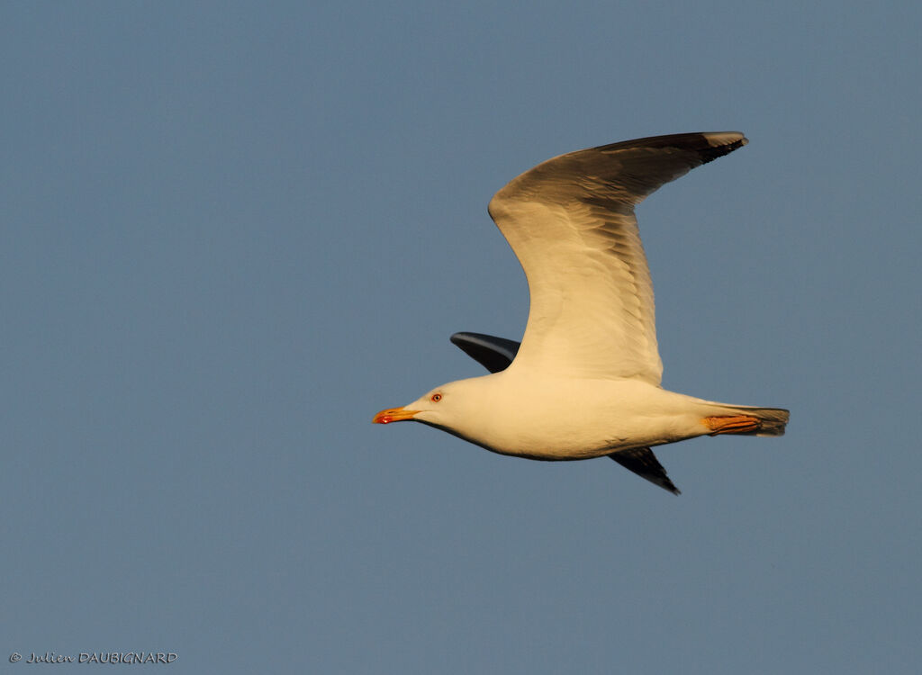 Yellow-legged Gulladult, Flight