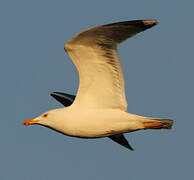 Yellow-legged Gull