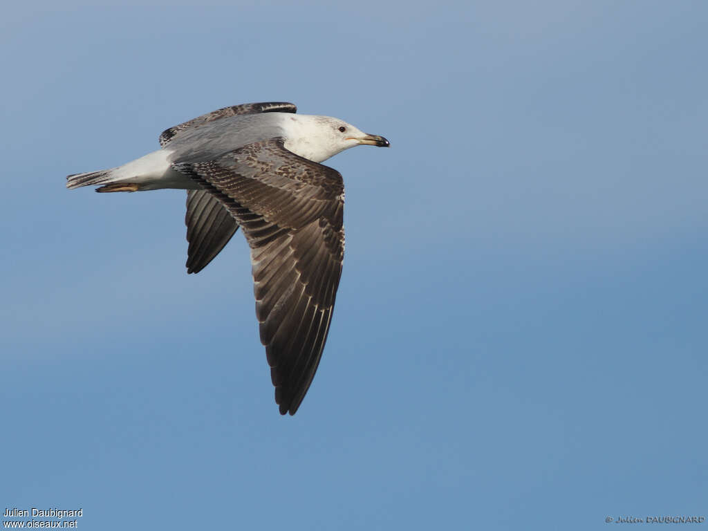 Yellow-legged GullSecond year, pigmentation, Flight