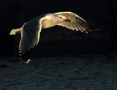 Yellow-legged Gull