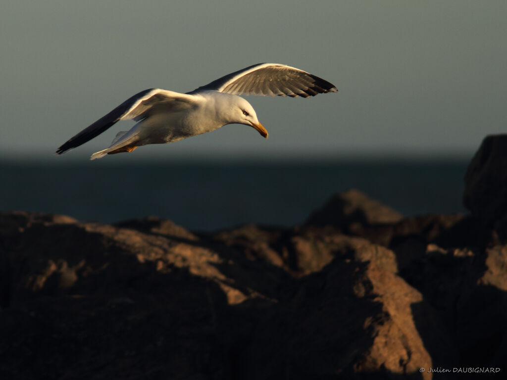 Yellow-legged Gulladult, Flight