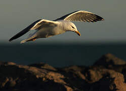 Yellow-legged Gull