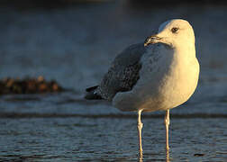 Yellow-legged Gull