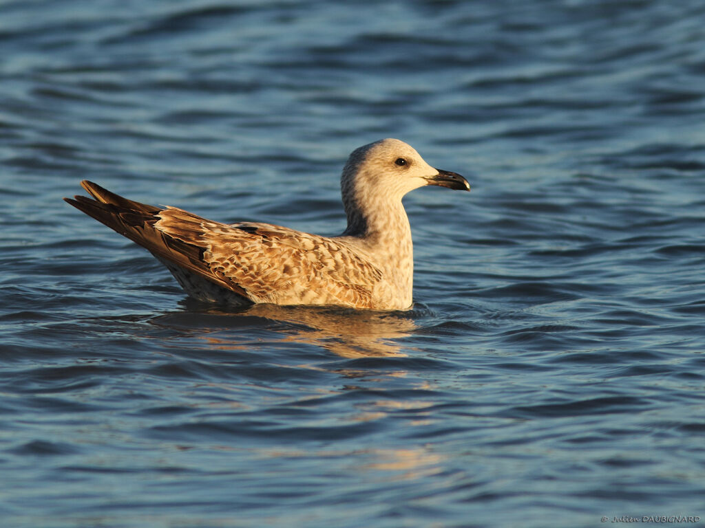 Goéland leucophée1ère année, identification