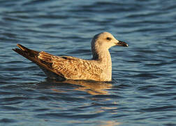 Yellow-legged Gull