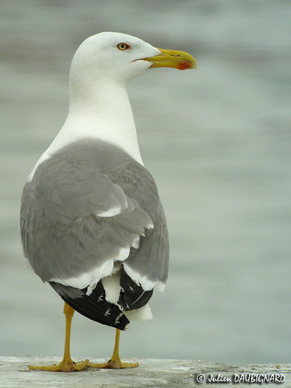 Yellow-legged Gulladult breeding