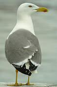 Yellow-legged Gull