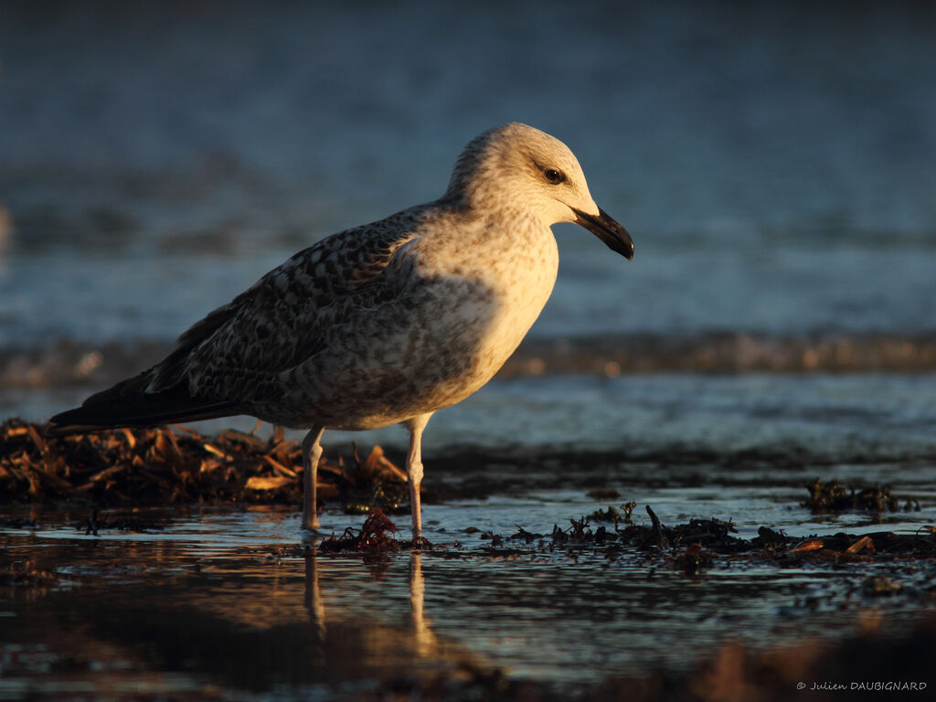 Yellow-legged GullFirst year, identification