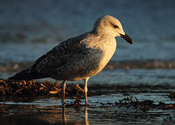 Yellow-legged Gull