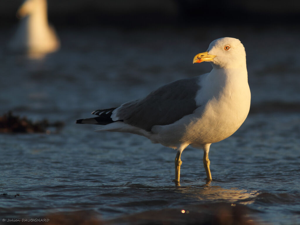 Yellow-legged Gulladult, identification