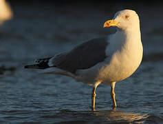 Yellow-legged Gull