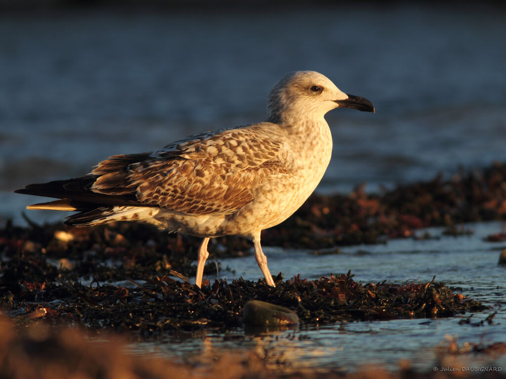 Yellow-legged GullFirst year, identification