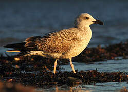 Yellow-legged Gull