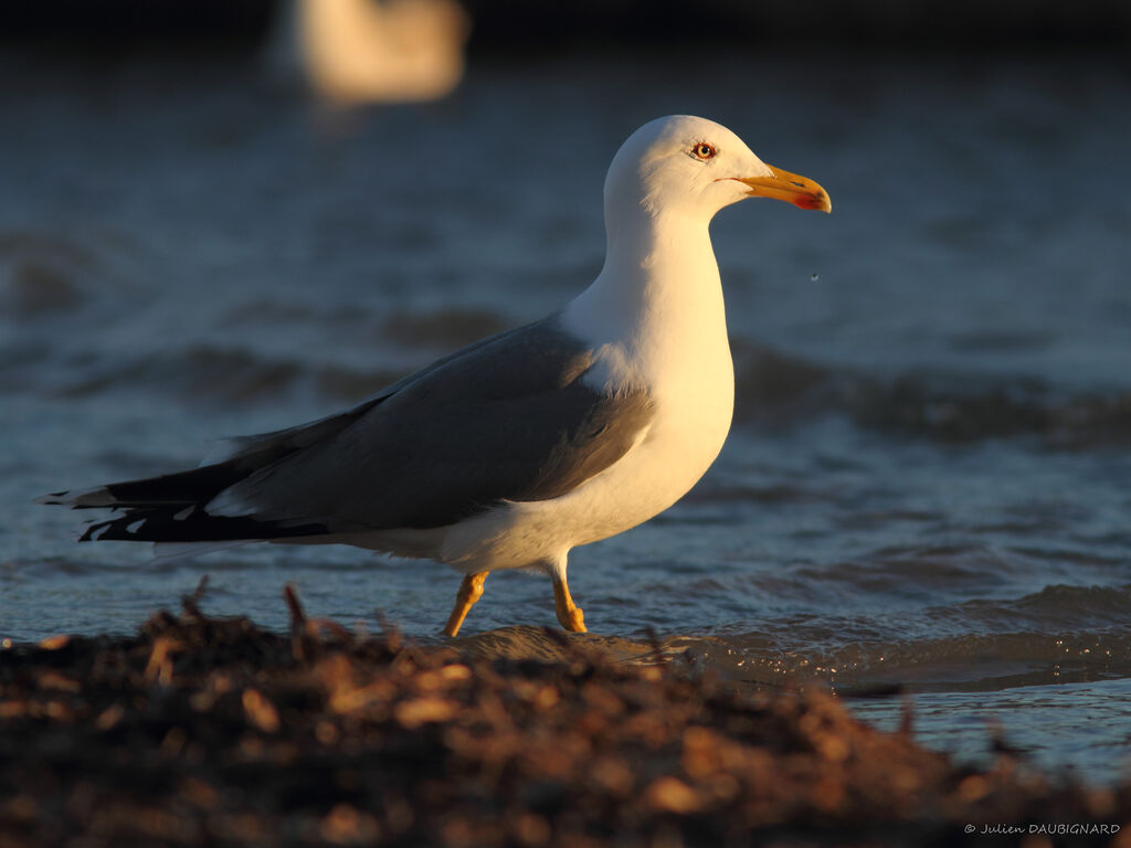 Yellow-legged Gulladult, identification