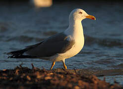 Yellow-legged Gull