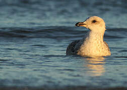 Yellow-legged Gull