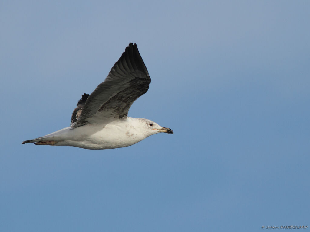 Yellow-legged GullThird  year, Flight