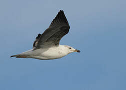 Yellow-legged Gull