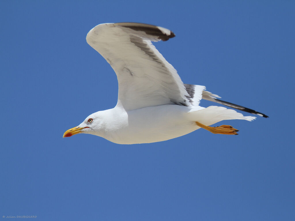 Yellow-legged Gulladult, Flight