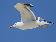 Yellow-legged Gull