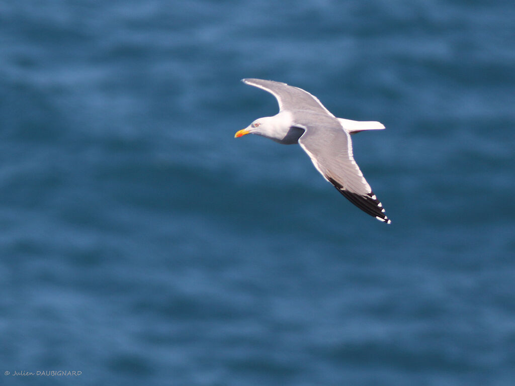 Yellow-legged Gull, Flight