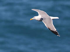 Yellow-legged Gull