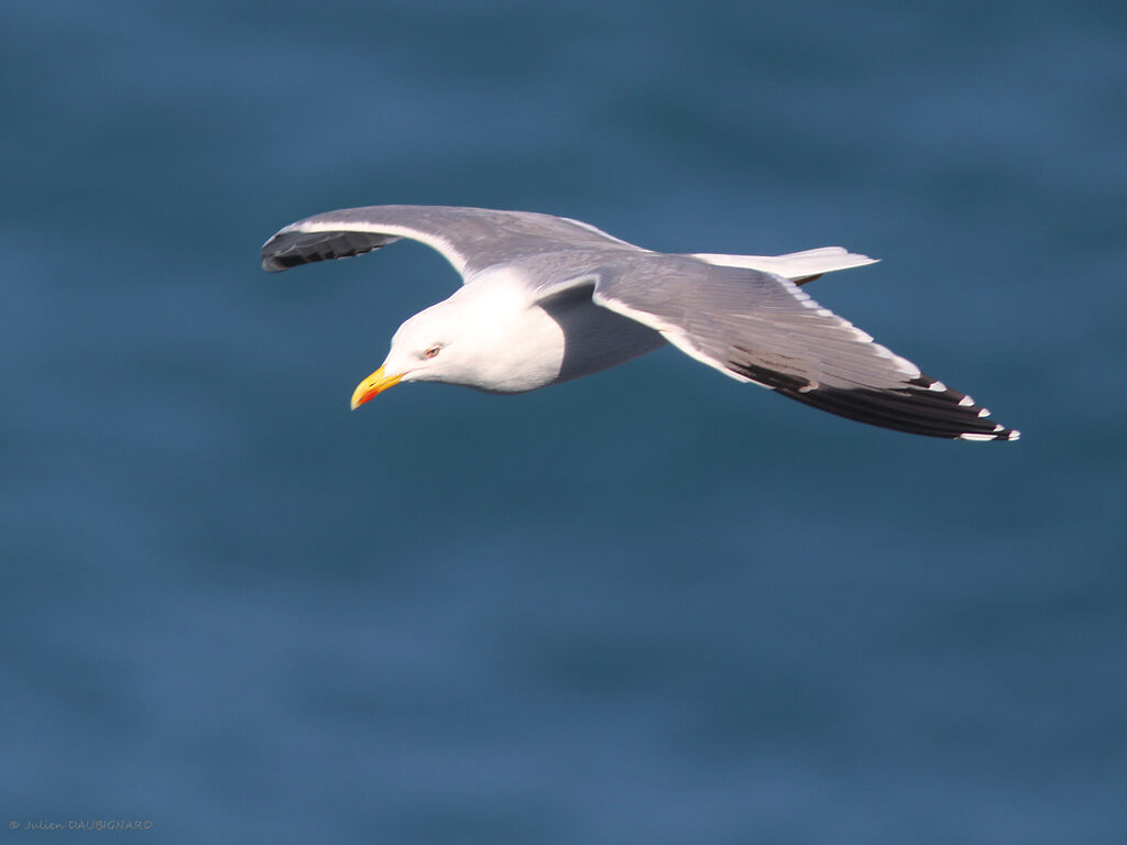 Yellow-legged Gull, Flight