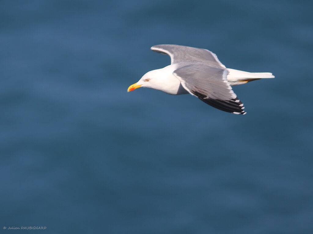 Yellow-legged Gull, Flight