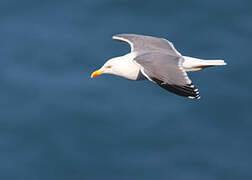 Yellow-legged Gull