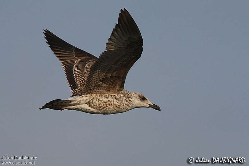 Yellow-legged Gulljuvenile, pigmentation, Flight