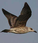 Yellow-legged Gull