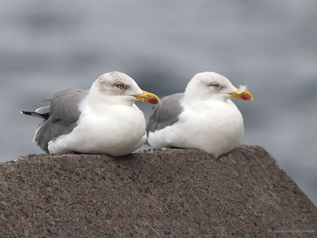 Yellow-legged Gull, identification