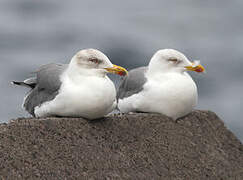 Yellow-legged Gull