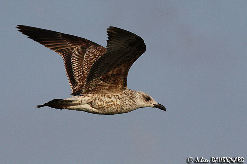 Yellow-legged GullFirst year