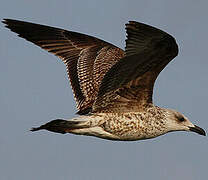 Yellow-legged Gull