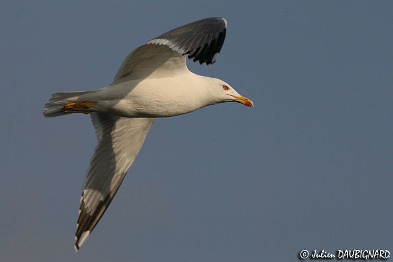 Yellow-legged Gulladult, Flight