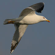 Yellow-legged Gull