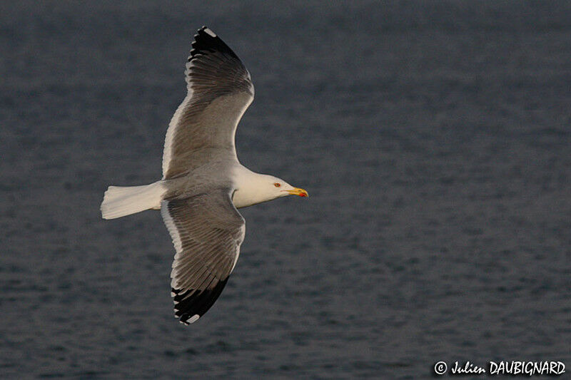 Yellow-legged Gulladult, Flight