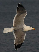 Yellow-legged Gull