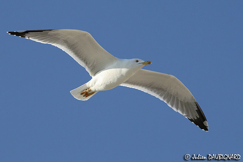 Yellow-legged Gulladult, Flight