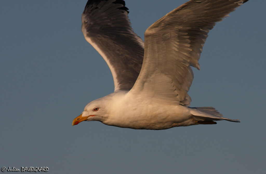 Yellow-legged Gull, Flight