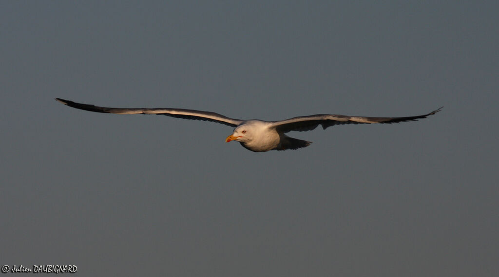 Yellow-legged Gull, Flight